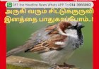 அருகி வரும் சிட்டுக்குருவி இனத்தை பாதுகாப்போம்..!