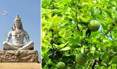ஏன் சிவனுக்கு வில்வம் மட்டும் இவ்வளவு ஸ்பெஷல்?