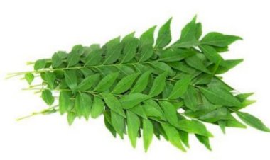 கறிவேப்பிலை பயன்கள் | Karuveppilai Benefits In Tamil