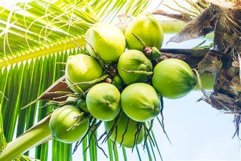 இளநீர் உடலுக்கு வலுவையும், புத்துணர்ச்சியையும் தரும்